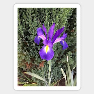 Purple and Yellow Iris Sticker